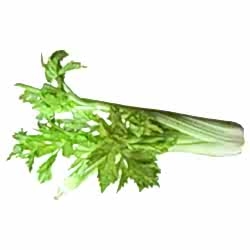 Organik Kereviz Sapı  Demet 