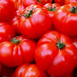 Organik Köy Domatesi  KG 